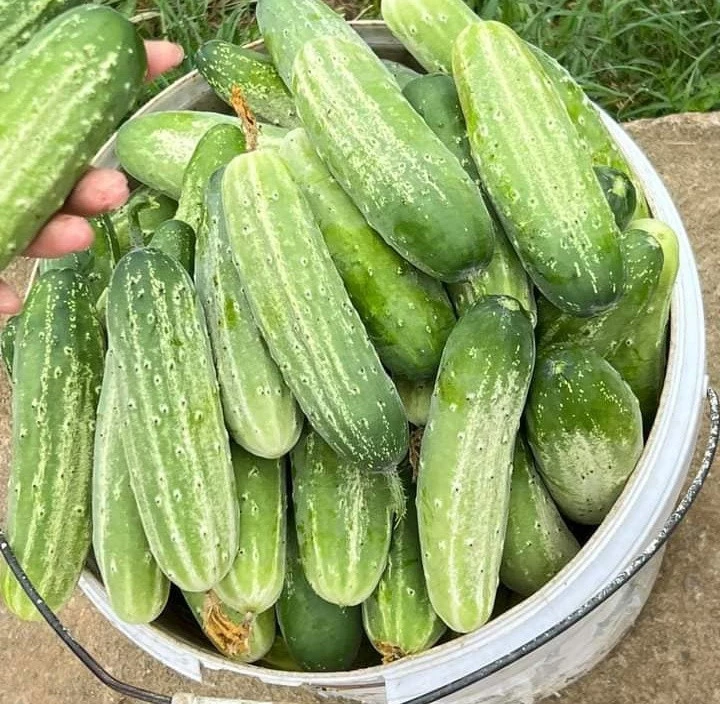 chon-dua-chuot-nep-329941577-713064627230498-6408358743608279683-n-1680228653-724-width720height704