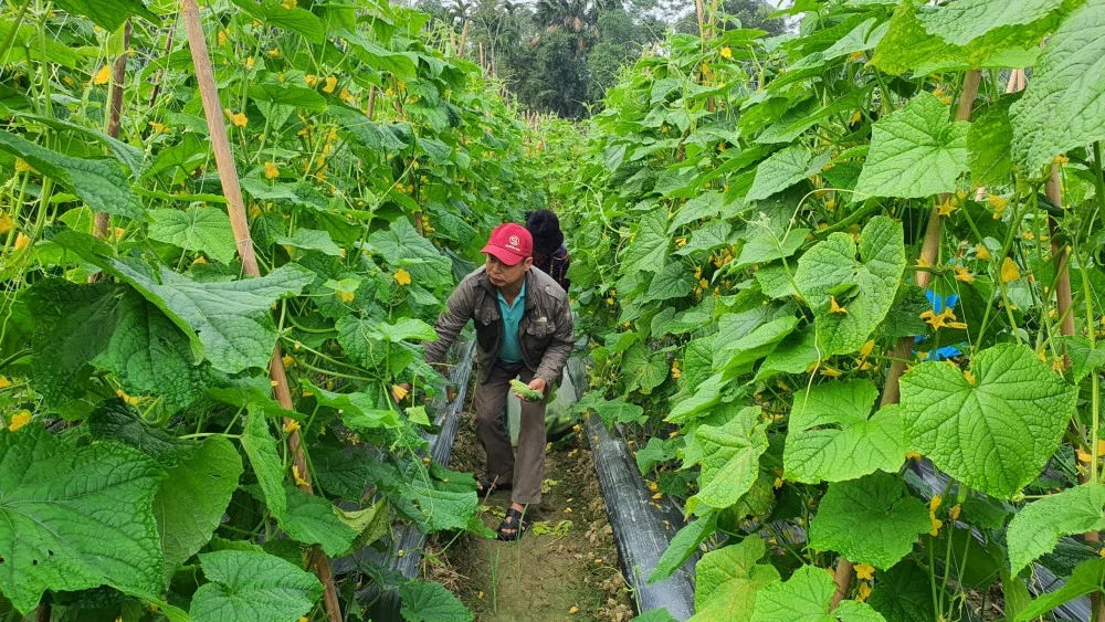 nguoi-dan-xa-quang-minh-thu-hoach-dua-chuot-2-1